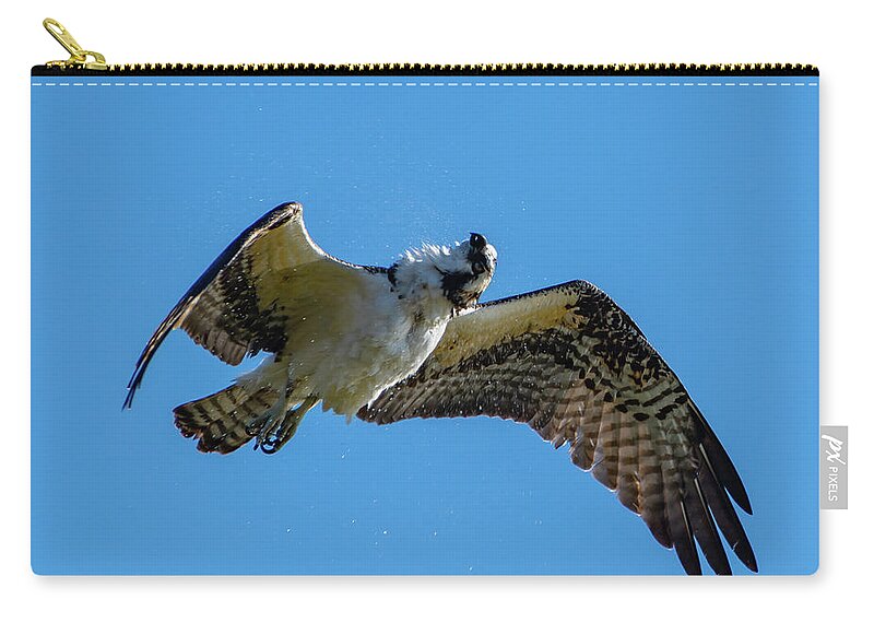 Osprey Zip Pouch featuring the photograph Shake it Off 2 by Douglas Killourie