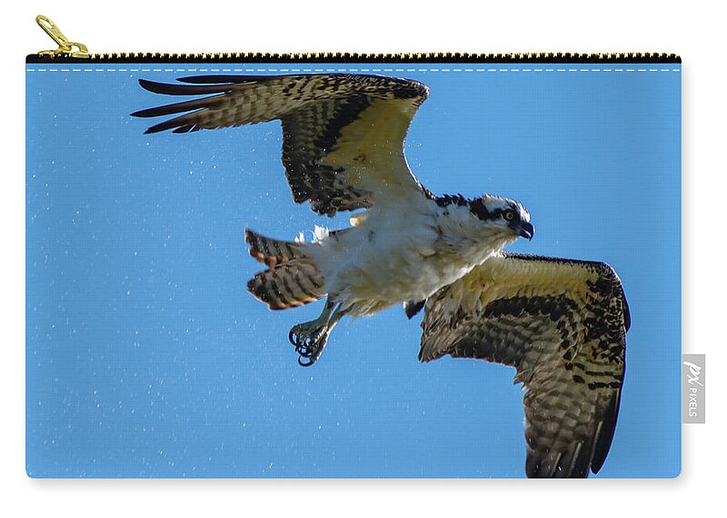 Osprey Zip Pouch featuring the photograph Shake it Off 5 by Douglas Killourie