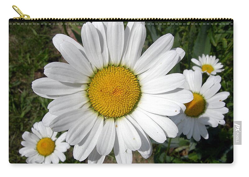 Shasta Daisy Zip Pouch featuring the photograph Shasta Daisy by Jean Evans