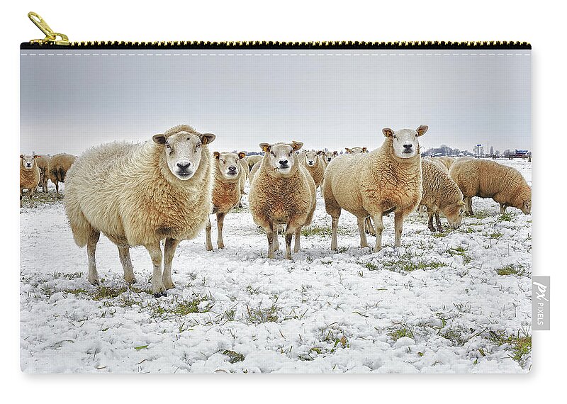 Snow Zip Pouch featuring the photograph Sheep In A Winter Landscape by Marijke Mooy Photography