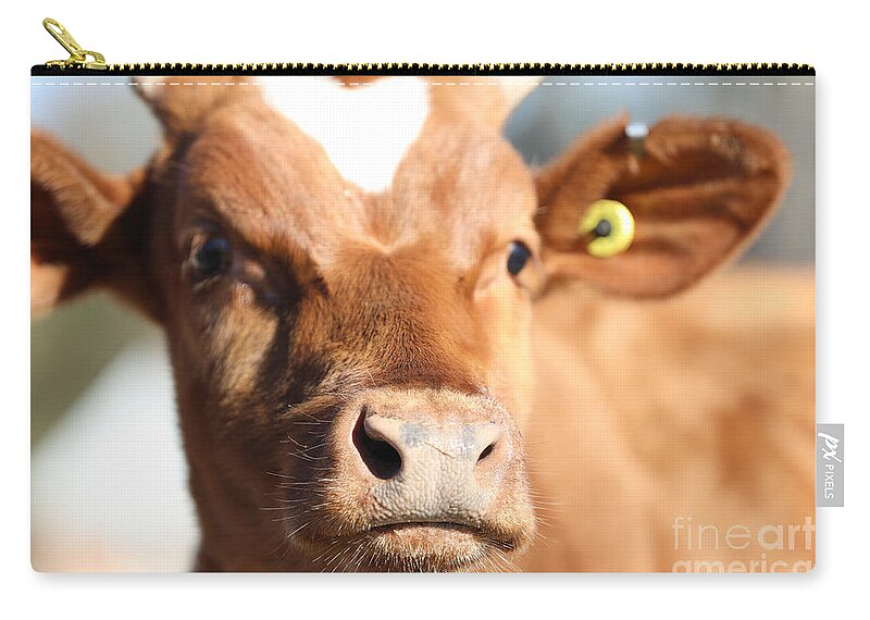 Cow Zip Pouch featuring the photograph Shorthorn Calf by Lara Morrison