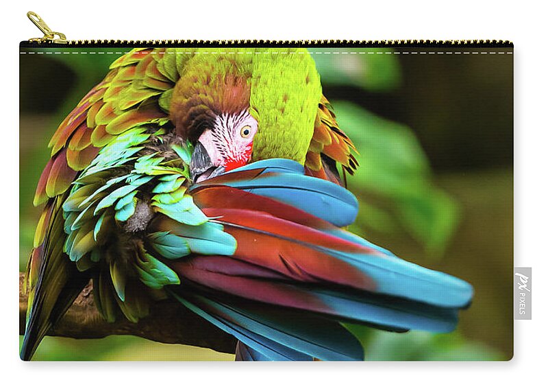 Color Zip Pouch featuring the photograph Shy Parrot by Dheeraj Mutha