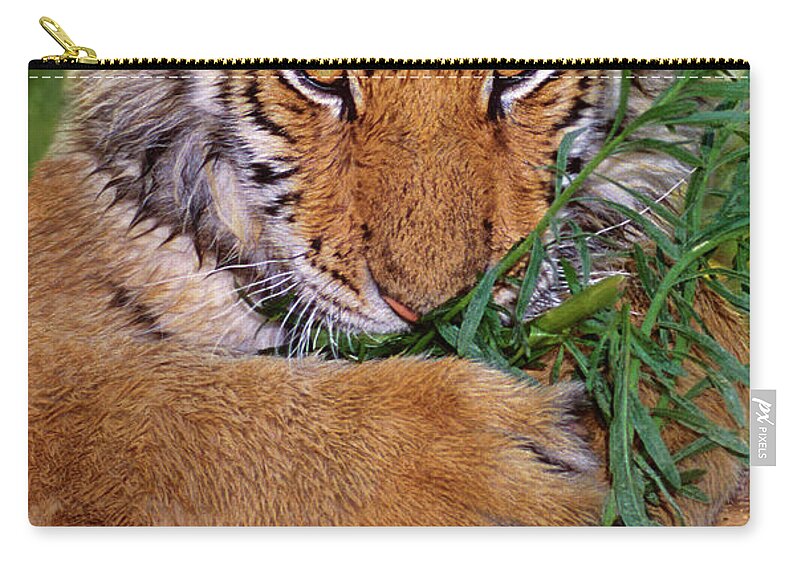 Siberian Tiger Carry-all Pouch featuring the photograph Siberian Tiger Cub Endangered Species Wildlife Rescue by Dave Welling