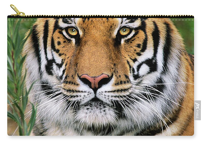 Siberian Tiger Carry-all Pouch featuring the photograph Siberian Tiger Staring Endangered Species Wildlife Rescue by Dave Welling