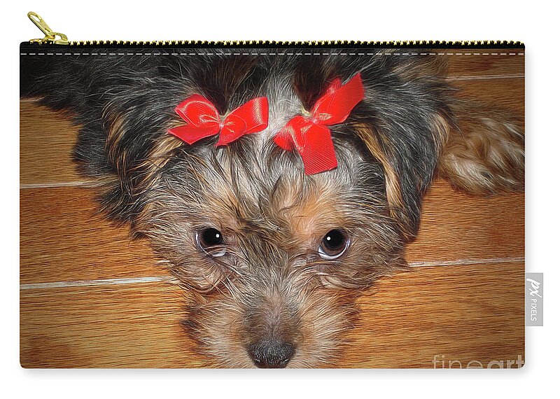 Dog Zip Pouch featuring the photograph Silky Terrier Puppy Face by Sue Melvin