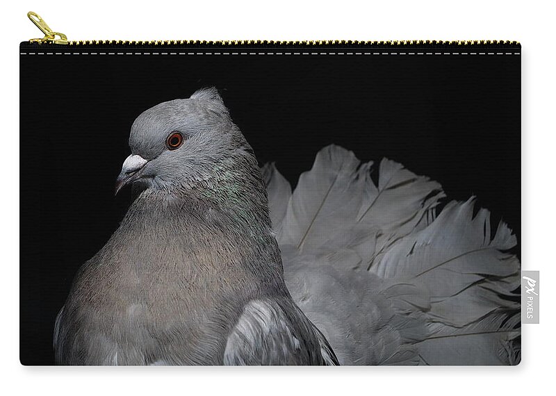 Fantail Zip Pouch featuring the photograph Silver Indian Fantail Pigeon by Nathan Abbott