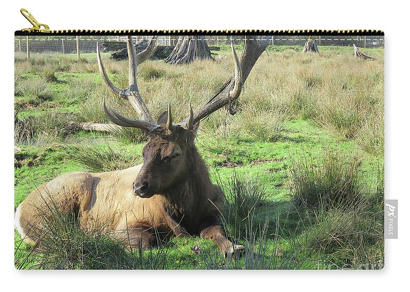 Elk Zip Pouch featuring the photograph Sitting Pretty by Mary Mikawoz