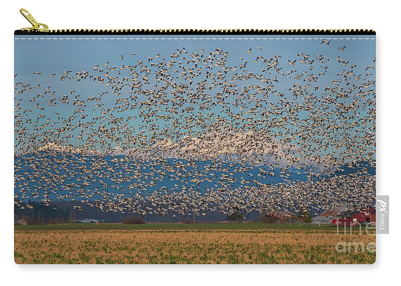 Snow Geese Zip Pouch featuring the photograph Skagit Snow Geese Storm by Mike Reid