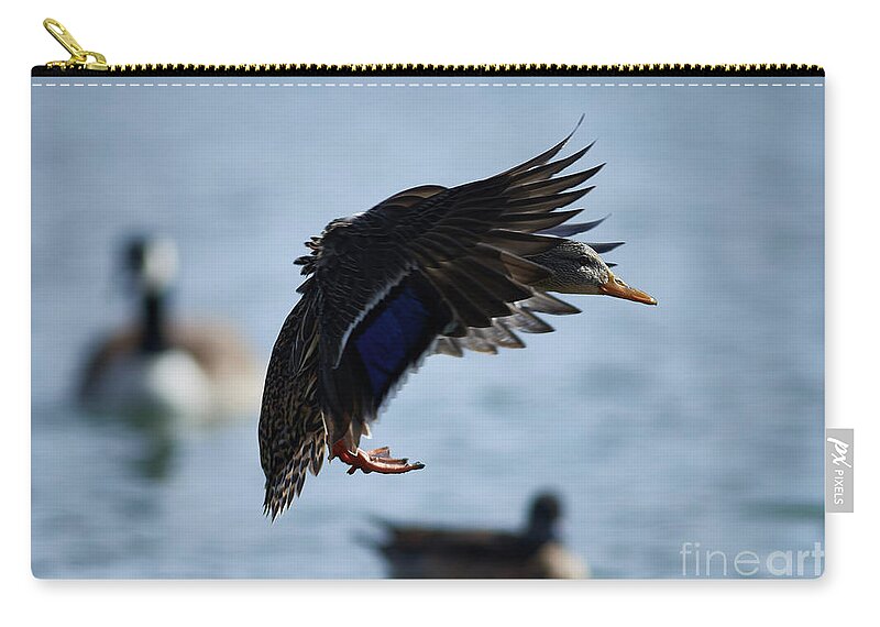 Ducks Zip Pouch featuring the photograph Slamming The Breaks by Robert WK Clark