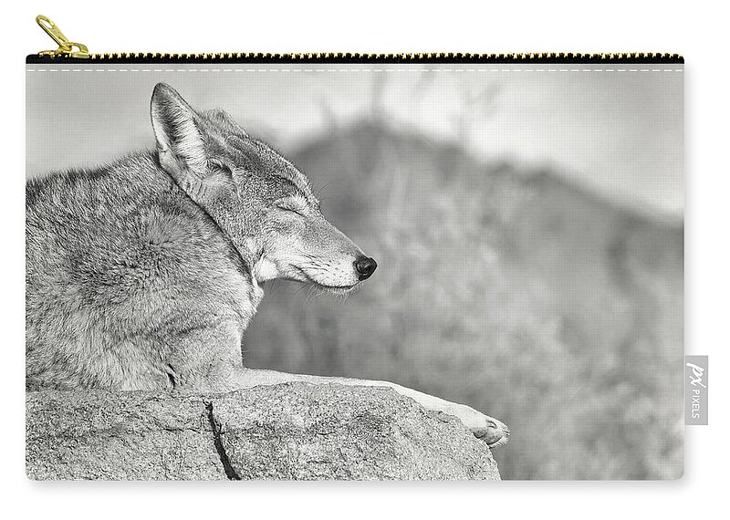 Coyote Zip Pouch featuring the photograph Sleepy Coyote by Elaine Malott
