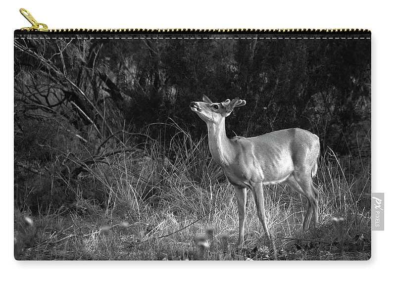 Richard E. Porter Zip Pouch featuring the photograph Sniffing the Wind - Deer, Palo Duro Canyon State Park, Texas by Richard Porter