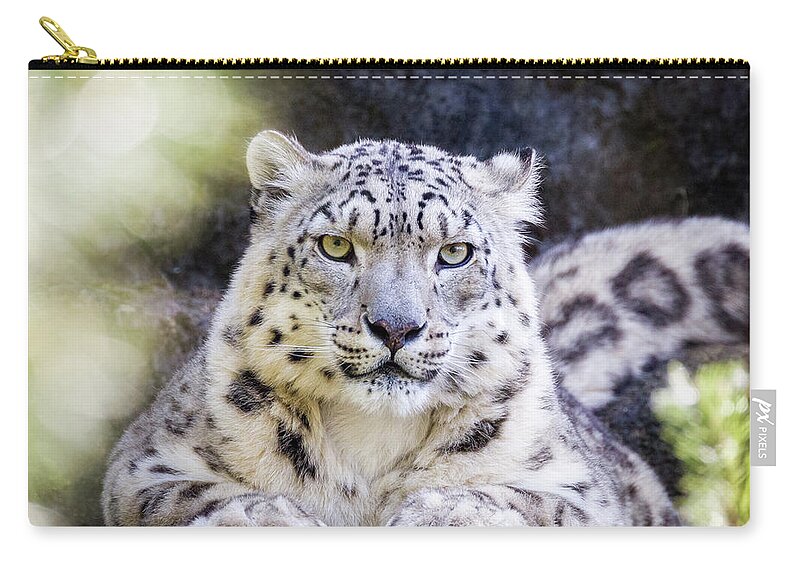Feline Zip Pouch featuring the photograph Snow leopard by Jane Rix