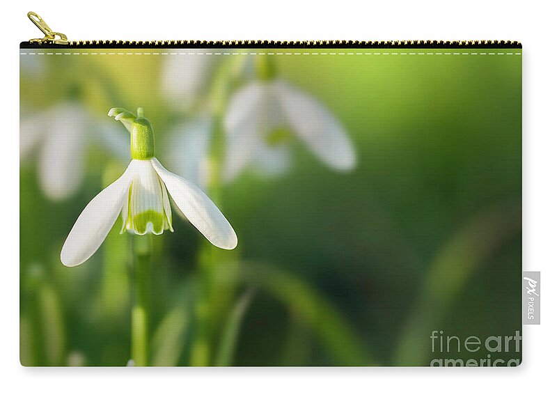 Snowdrops Zip Pouch featuring the photograph Snowdrops at eye level with copy space by Simon Bratt