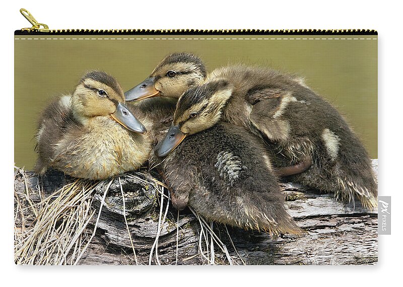 Duck Zip Pouch featuring the photograph Snuggle Time by Art Cole
