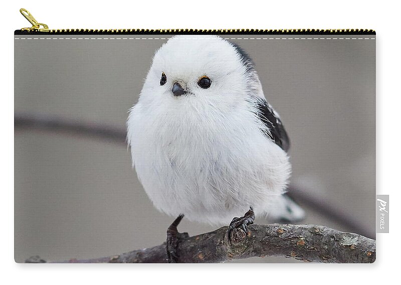 Aegithalos Caudatus Zip Pouch featuring the photograph So white so beautiful. Long-tailed tit by Jouko Lehto