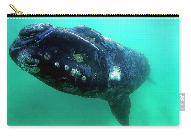 00586968 Zip Pouch featuring the photograph Southern Rights Whale Off Argentina by Hiroya Minakuchi