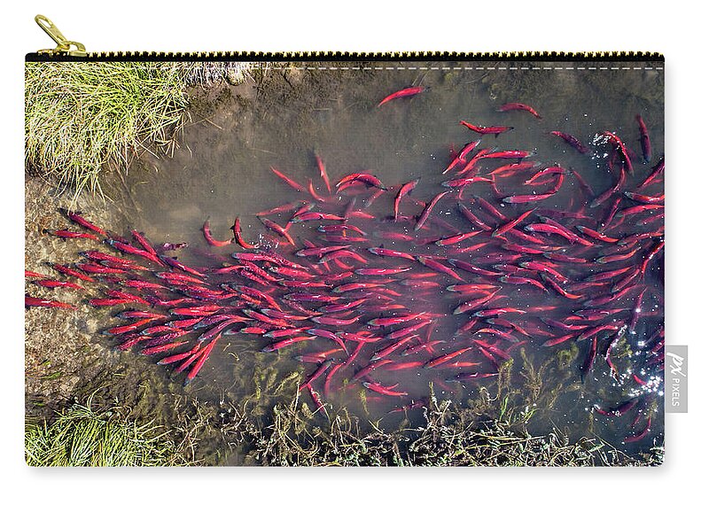 Kokanee Carry-all Pouch featuring the photograph Spawning Kokanee Salmon by Wesley Aston