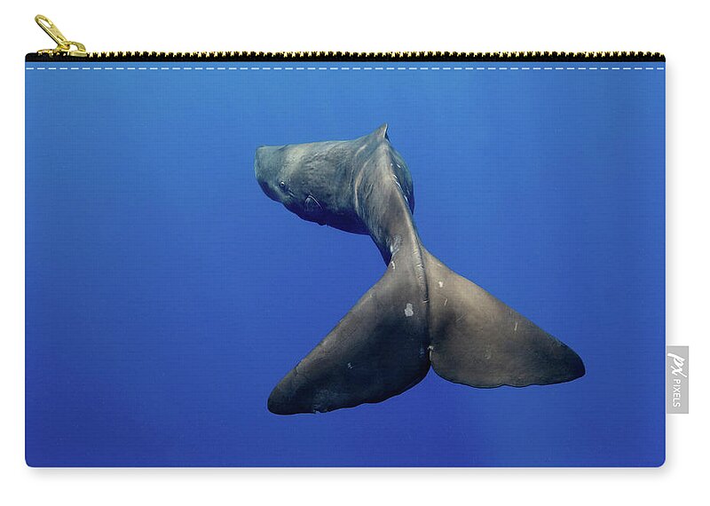 Underwater Zip Pouch featuring the photograph Sperm Whale by James R.d. Scott