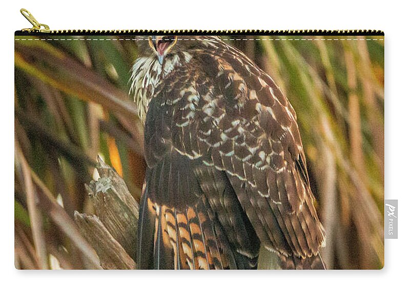 Hawk Zip Pouch featuring the photograph Squawk Hawk by Tom Claud