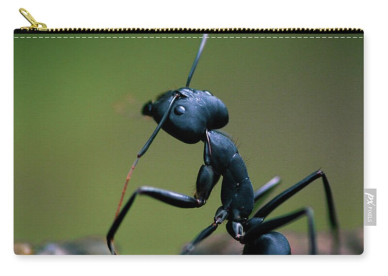 Insect Zip Pouch featuring the photograph Standing Tall by Abhinav Sah