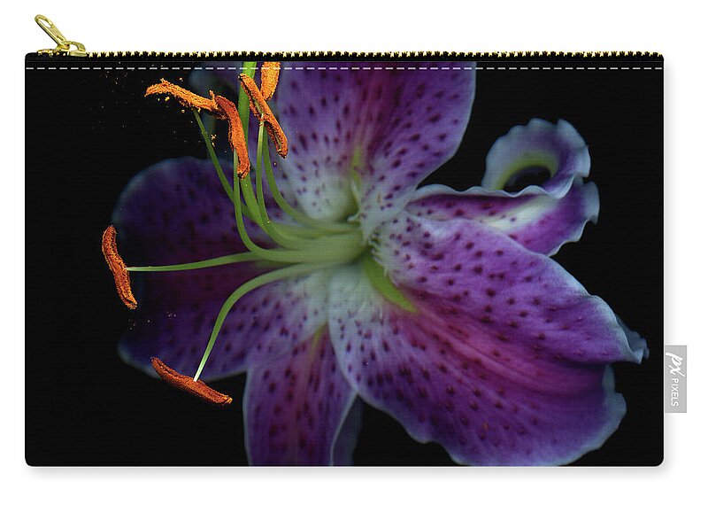 Black Background Zip Pouch featuring the photograph Stargazer Lily by Photograph By Magda Indigo