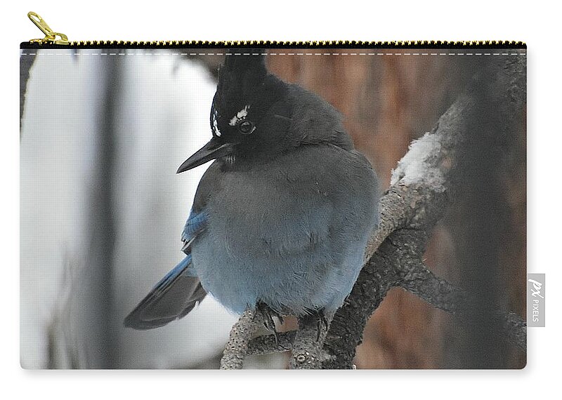 Stellar's Jay Zip Pouch featuring the photograph Stellar's Jay in Pine by Dorrene BrownButterfield