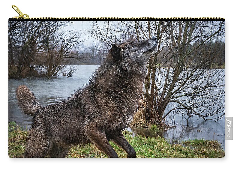 Black Wolf Wolves Zip Pouch featuring the photograph Stick Get It by Laura Hedien