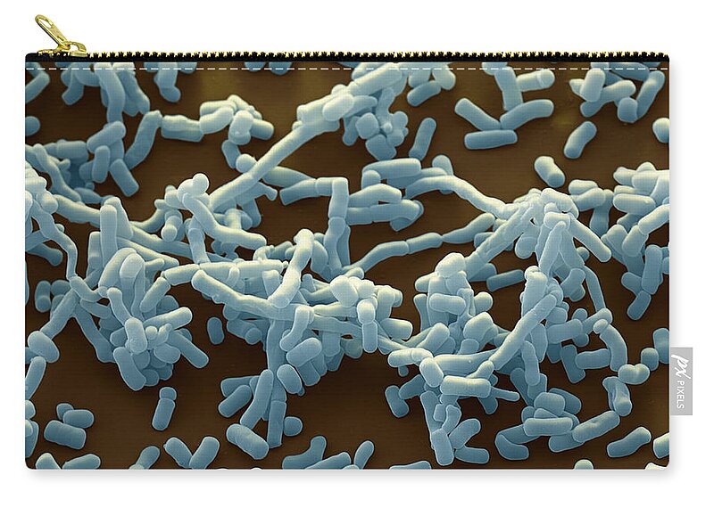 Actinobacteria Zip Pouch featuring the photograph Streptomyces Sp., Sem by Meckes/ottawa