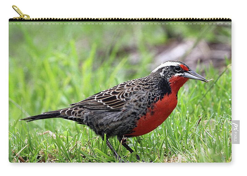 Long-tailed Meadowlark Zip Pouch featuring the photograph Sturnella Beauty by Jennifer Robin
