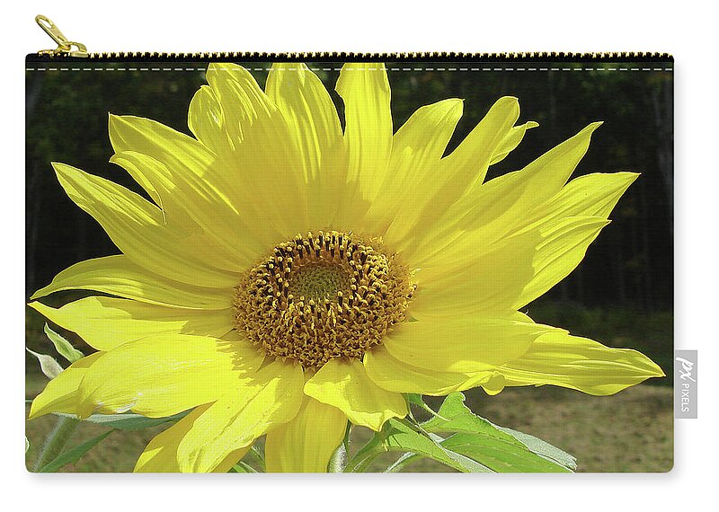 Sunflower Zip Pouch featuring the photograph Sunflower 33 by Amy E Fraser