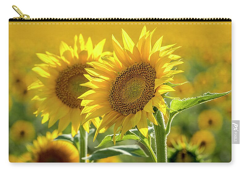 Colorado Zip Pouch featuring the photograph Sunny Afternoon Sunflower by Teri Virbickis