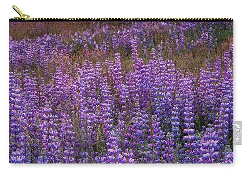 Jeff Foott Zip Pouch featuring the photograph Sunset Lupine In Redwood Natl Park by Jeff Foott