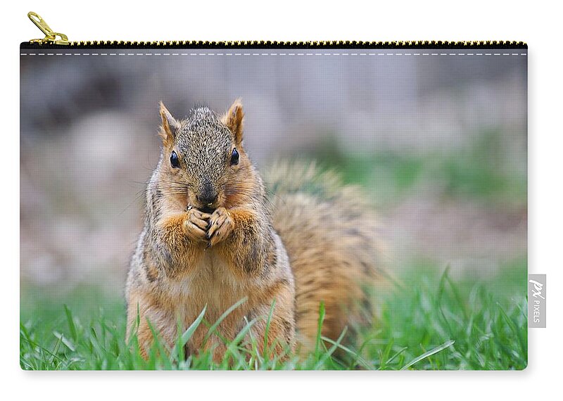 Fox Squirrel Zip Pouch featuring the photograph Super Cute Fox Squirrel by Don Northup