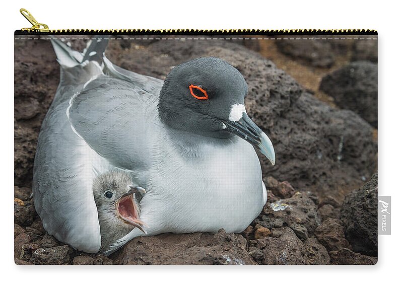 Animal Zip Pouch featuring the photograph Swallow-tailed Gull Brooding Chick by Tui De Roy