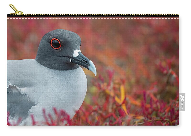 Animals Zip Pouch featuring the photograph Swallow-tailed Gull On Plazas Island by Tui De Roy