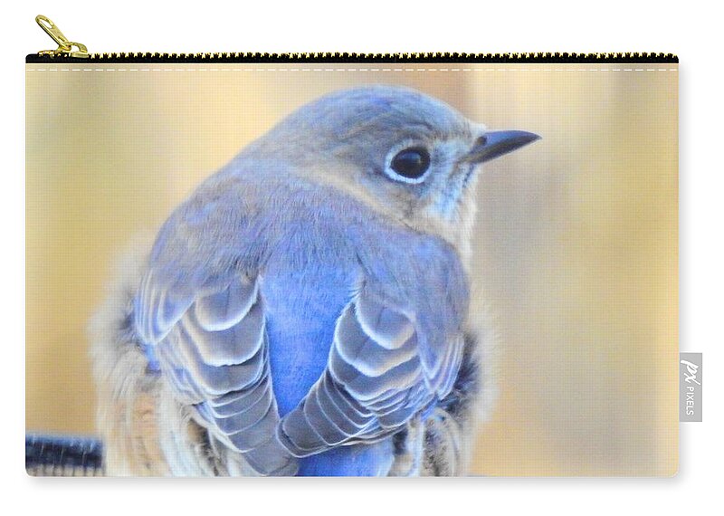 Single Zip Pouch featuring the photograph Sweet Bluebird Visits by Eunice Miller