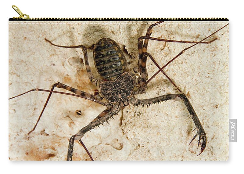Africa Carry-all Pouch featuring the photograph Tailless Whip Scorpion by Ivan Kuzmin