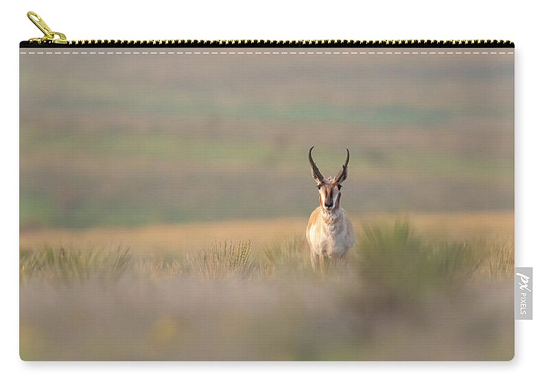 Pronghorn Zip Pouch featuring the photograph Texas Pronghorn Buck by Gary Langley