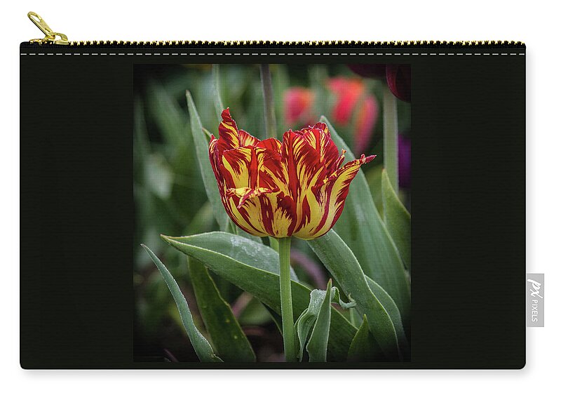 The Lonely Tulip Zip Pouch featuring the photograph The Lonely Tulip by Thom Zehrfeld