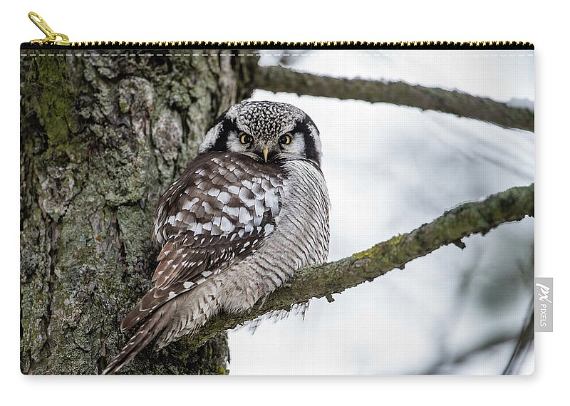 Northern Hawk Owl Zip Pouch featuring the photograph The Northern Hawk Owl Perching On A Pine Branch by Torbjorn Swenelius