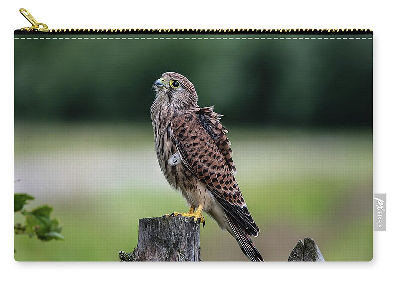 Kestrel Zip Pouch featuring the photograph The young Kestrel perching on a wooden fence pole by Torbjorn Swenelius