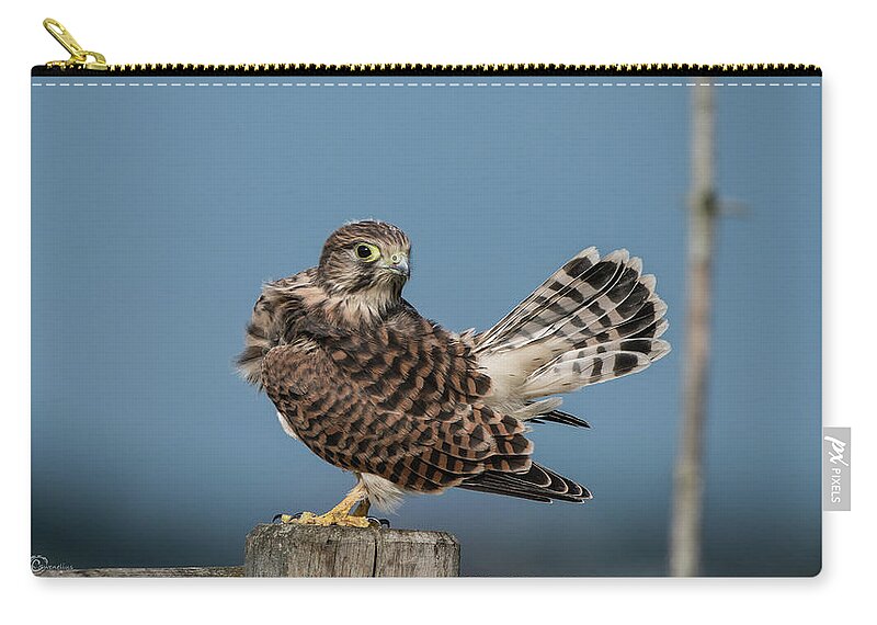 Kestrel Carry-all Pouch featuring the photograph The young Kestrel's tail in the air by Torbjorn Swenelius