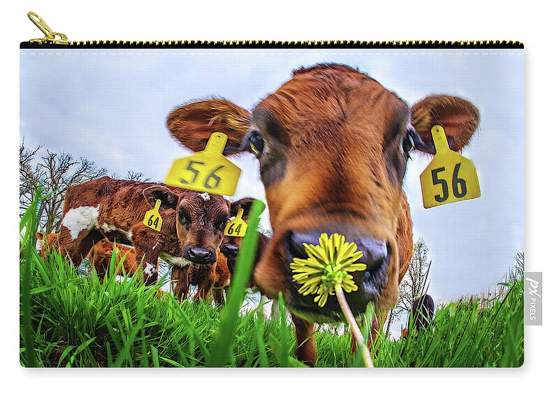 Calf Cow Flower Dandelion Green Grass Cattle Farming Farm Moo Cows Wi Wisconsin Hereford Zip Pouch featuring the photograph This Smells Delicious #1- Calf smelling Dandelion Flower in Spring pasture by Peter Herman