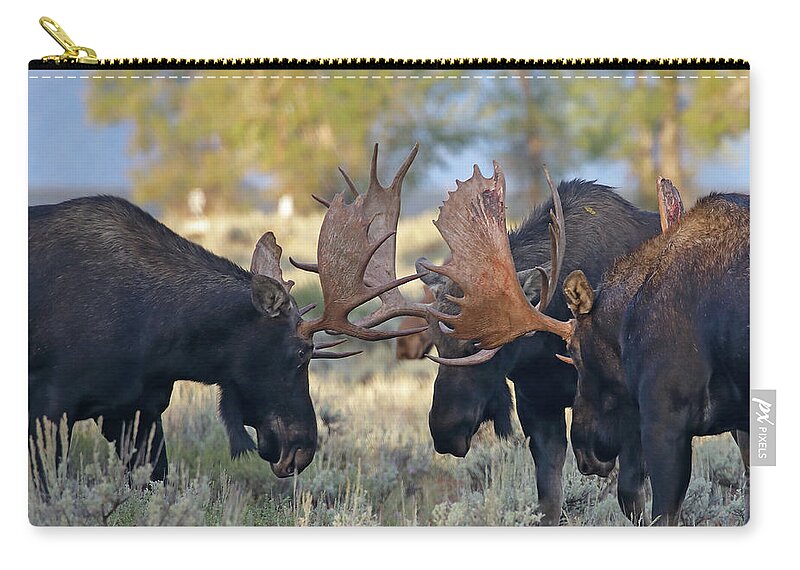 Moose Zip Pouch featuring the photograph Three Bull Moose by Jean Clark