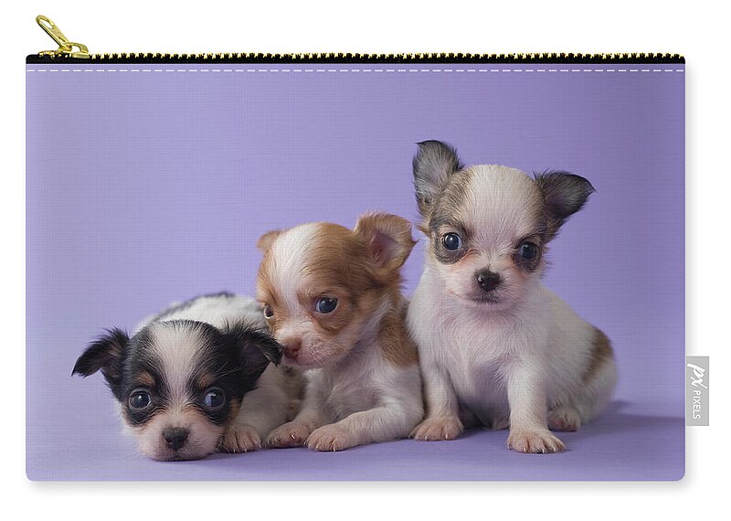 Pets Zip Pouch featuring the photograph Three Chihuahua Puppies by Mixa