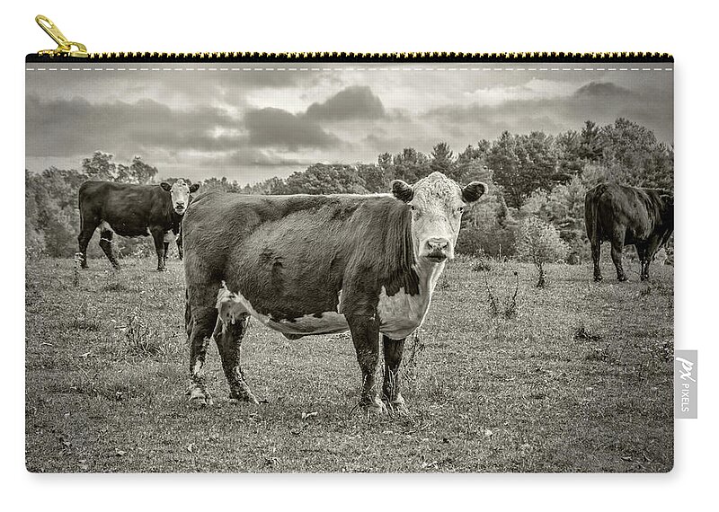 Cows Zip Pouch featuring the photograph Three Cows by Cathy Kovarik