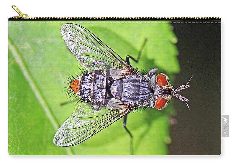 Insects;horizontal;macro;jenniferrobin.gallery Carry-all Pouch featuring the photograph Three Eyed Fly by Jennifer Robin