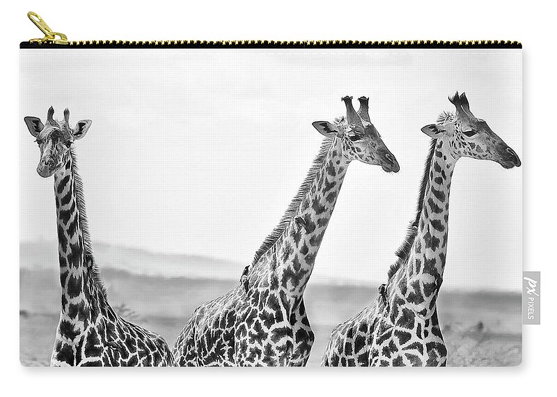 #faatoppicks Zip Pouch featuring the photograph Three Giraffes by Adam Romanowicz