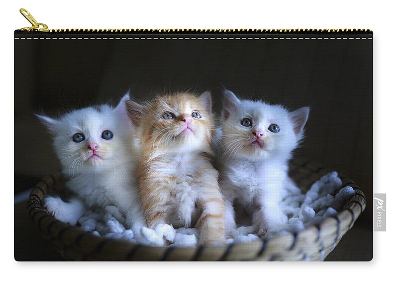 Cat Zip Pouch featuring the photograph Three little kitties by Top Wallpapers