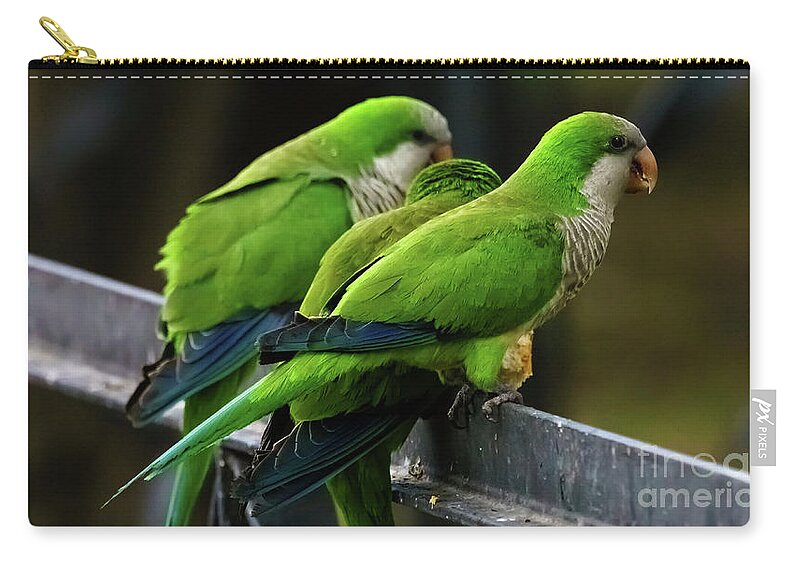 Bird Zip Pouch featuring the photograph Three Monk Parakeets Perched on a Fence by Pablo Avanzini